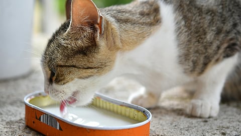 Cat Drinking Milk
