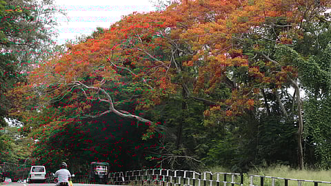 Gulmohar tree