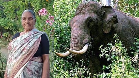 wild elephant attack