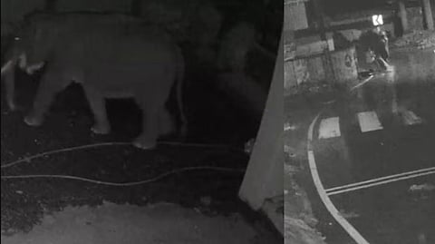 wayanad-pozuthana-elephant-attack video