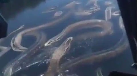 anacondas swimming through a river video