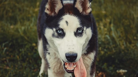 Mumbai man gets four months in jail for dog biting neighbor in elevator seven years ago