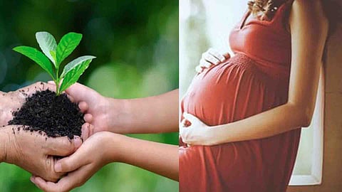 kerala jeevan scheme Mother returning home after giving birth gets tree sapling gift
