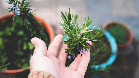 gardener touching lush potted rosemary