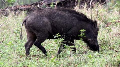 State again requests the Center to declare wild boar as vermin 
