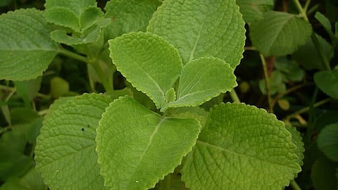 image of panikkoorkka plant