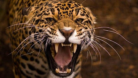 leopard attack at  Valparai