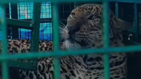 leopard caught at valparai