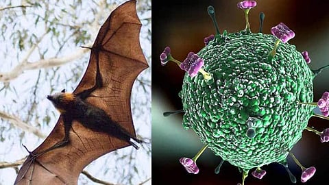 nipah outbreak again in kerala