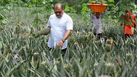 Srinivasa Rao Thota,pineapple
farm,Vazhkkulam