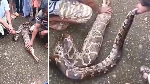Huge python swallows dog alive