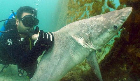 sharks