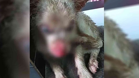 pet dog attacked in ernakulam 