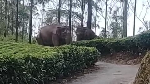 wild elephants blocked the road 