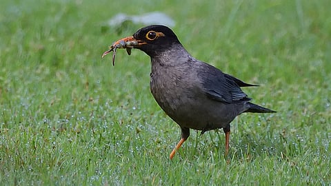 myna bird