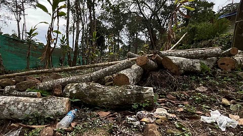 Massive deforestation in Idukki trees cut down from CHR land