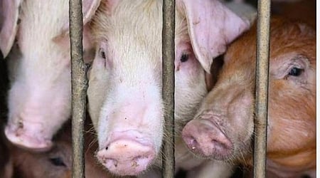 African Swine Fever confirmed in Thirumitticode, Palakkad.