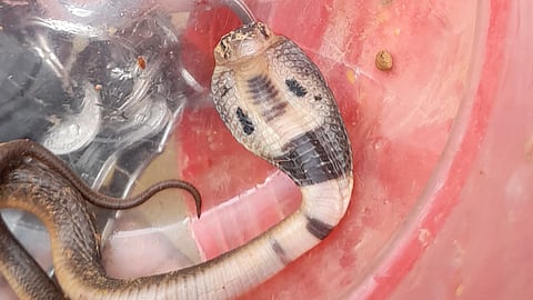 Children catch cobra while playing in Kannur