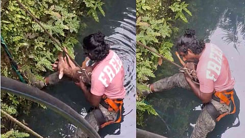 Thrissur Kerala Forest Department rescued a deer calf that fell into a well