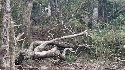 tree felling on Idukki CHR land; Case filed against owner