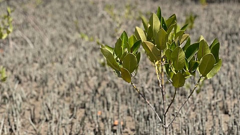 mangroves