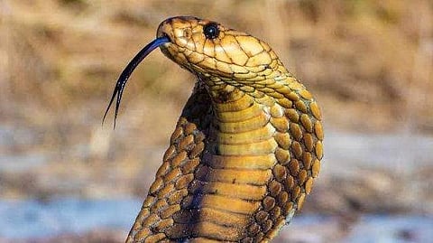 One-year-old bites cobra in Bihar