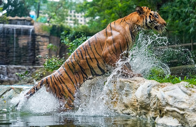 International Tiger Day