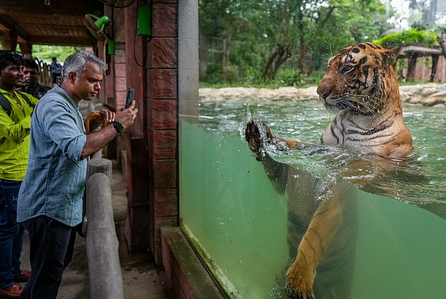 International Tiger Day
