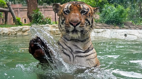International Tiger Day