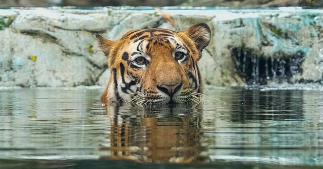 International Tiger Day