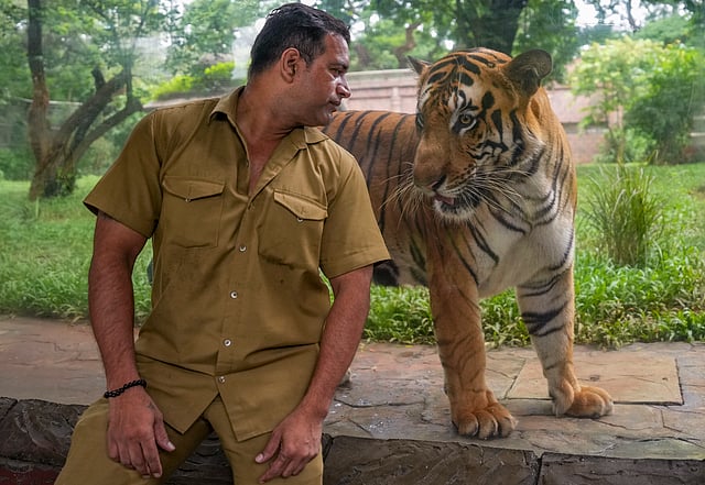 International Tiger Day