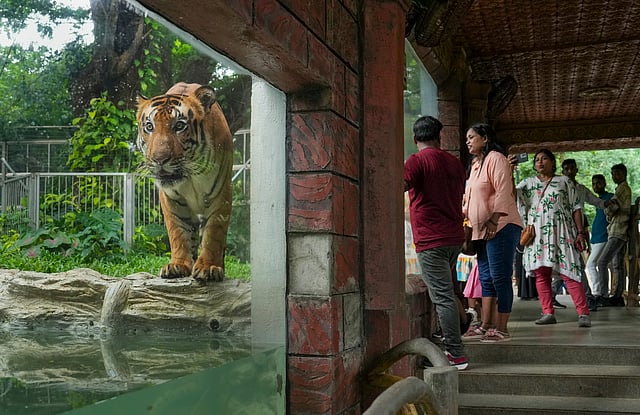 International Tiger Day