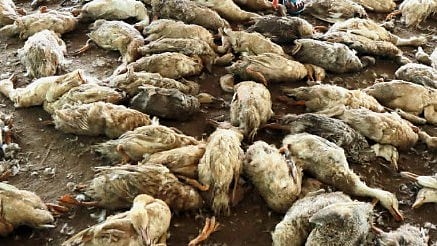 street dogs killed more than 500 ducks in alappuzha