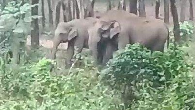 elephant population in kerala