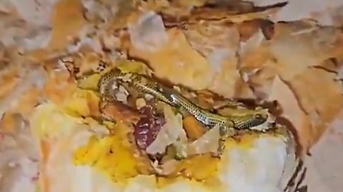 Telangana Woman Finds Snake In Snack