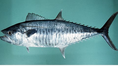 Seasonal kingfish ban,Bahrain