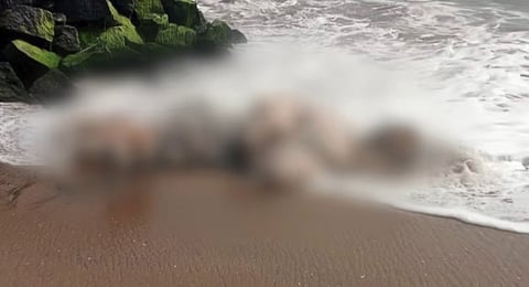 Elephant carcass found on Cherai beach ernakulam 