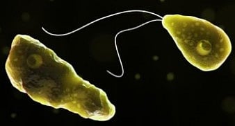 amoebic meningitis in Kerala