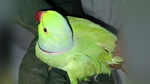 parrot