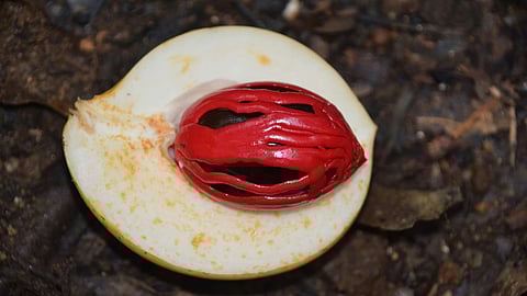 Nutmeg fruit