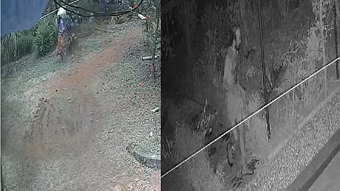 CCTV footage shows man  stealing coconuts 