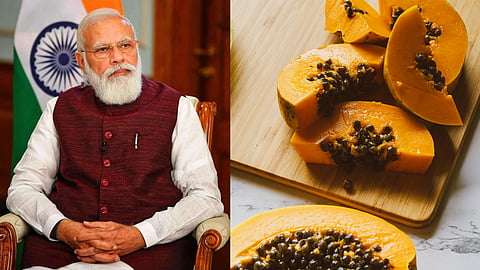 modi papaya