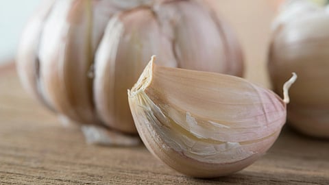 Garlic