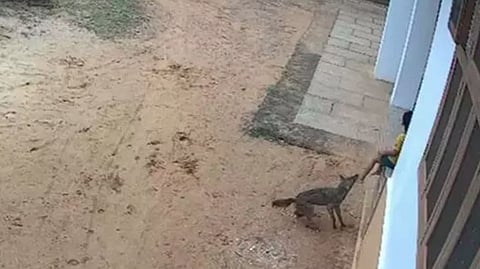 jackal attacked a child sitting on the veranda in Kannur.