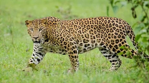 leopard 