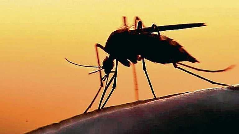 മലപ്പുറത്ത് മലമ്പനി സ്ഥിരീകരിച്ചു; 7 വയസ്സുകാരന്‍ ഉള്‍പ്പെടെ മൂന്നുപേര്‍ക്ക് രോഗബാധ