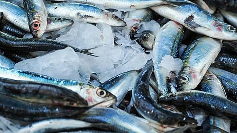 Sardines increase in numbers during monsoon rains