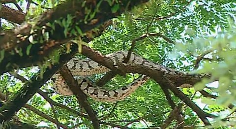 Big python on tree near kochi eranakulathappan ground