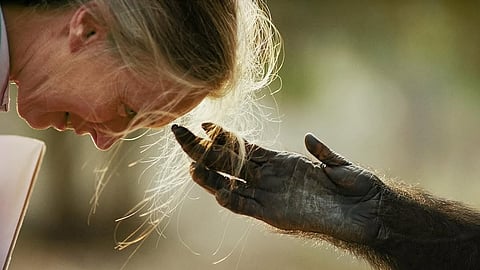British animal rights campaigner and primatologist Dame Jane Goodall dies aged 91
