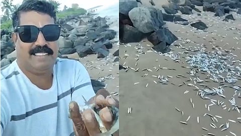 Sardines in abundance on Payyambalam beach; Crowds rush to grab handfuls